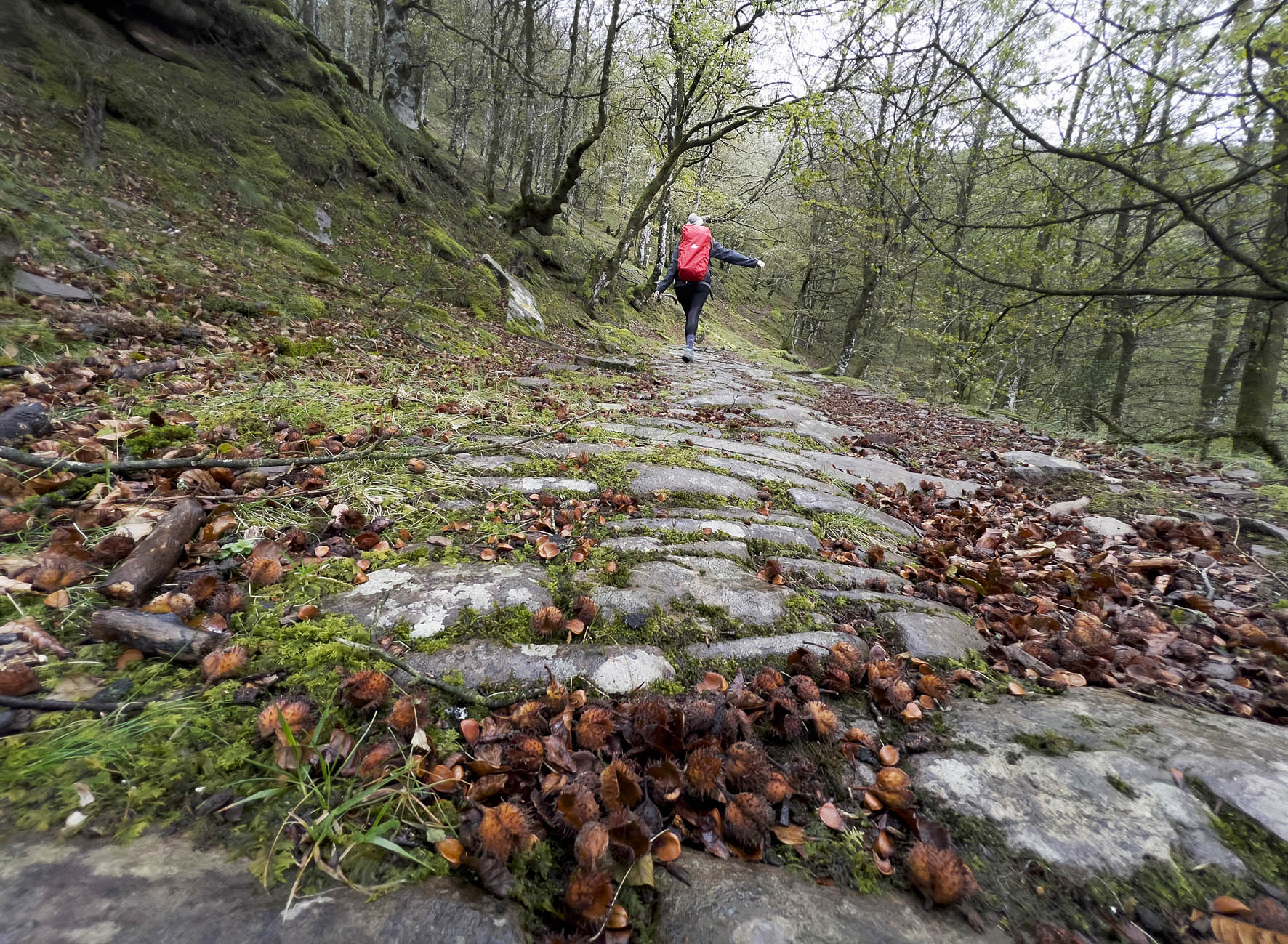 Peregrina de espalda por un camino de losas de piedra